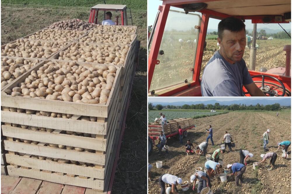 DA SAM IMAO JOŠ 50 VAGONA I TO BIH ODMAH PRODAO: Ogromna potražnja za srpskim krompirom, Dejan ga gaji na 13 hektara (FOTO)