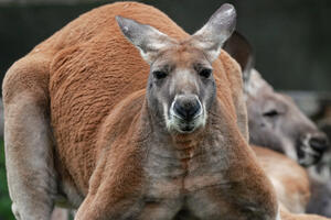 DRAMA U AUSTRALIJI: Pobesneli kengur napao ljude koji su hteli da pomognu mladunčetu uhvaćenom u ogradi od bodljikave žice