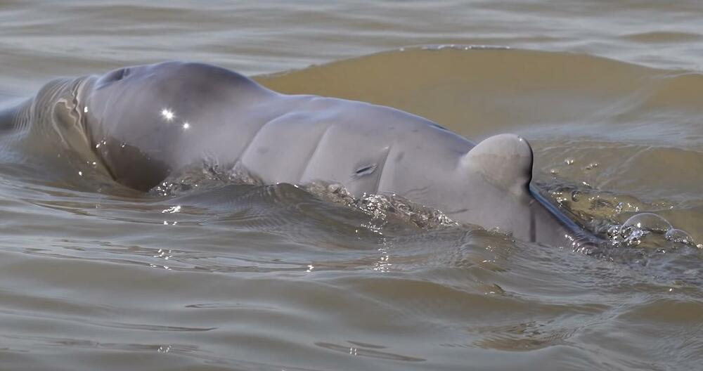 delfin reke Jangce