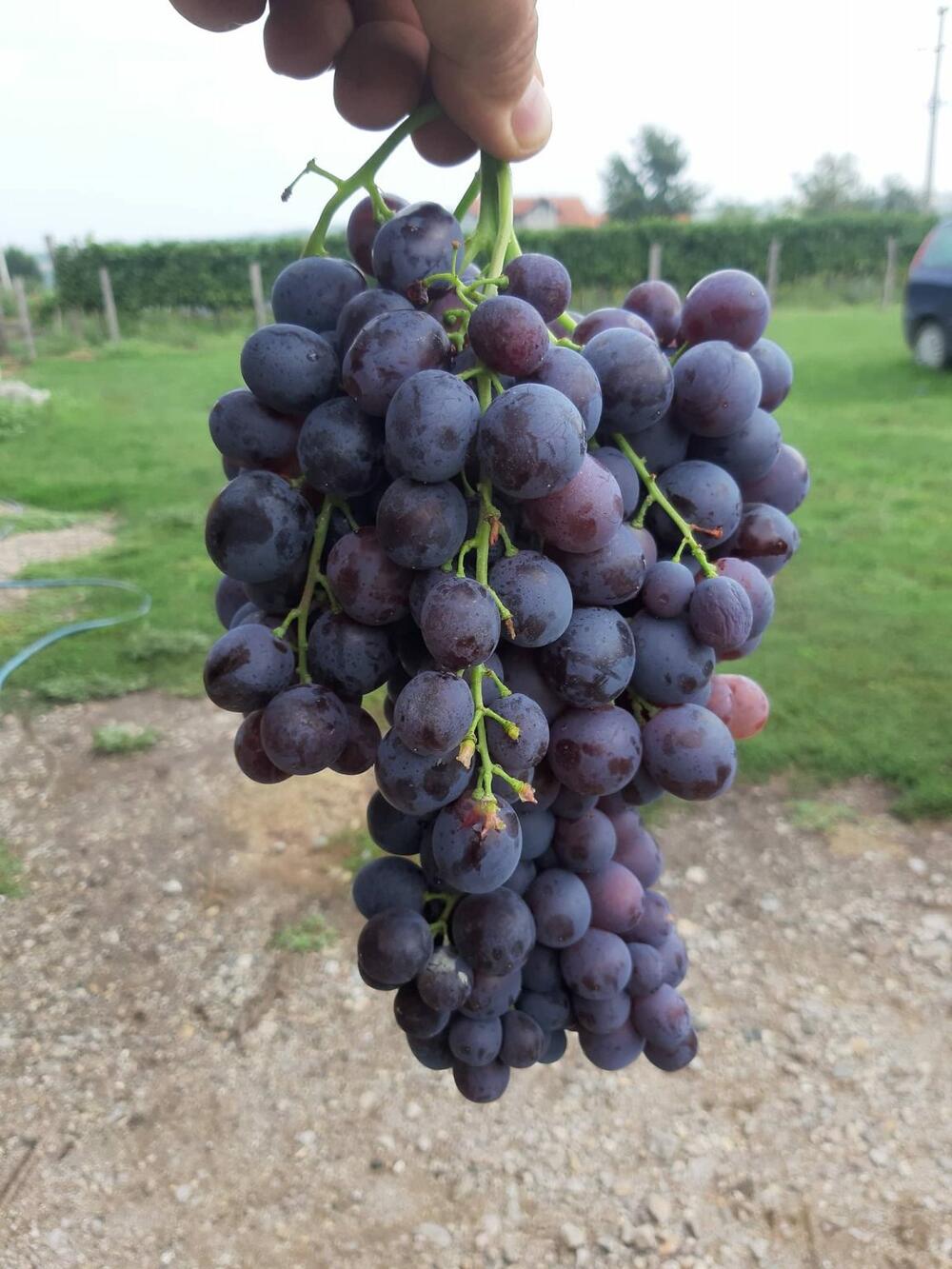 grozd, Grožđe, Bojan Ristić