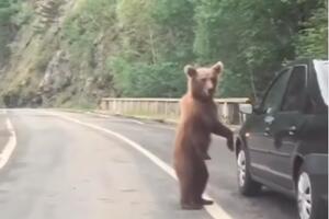 ISPRAVKA: Nije utvrđeno gde je nastao snimak medveda na putu