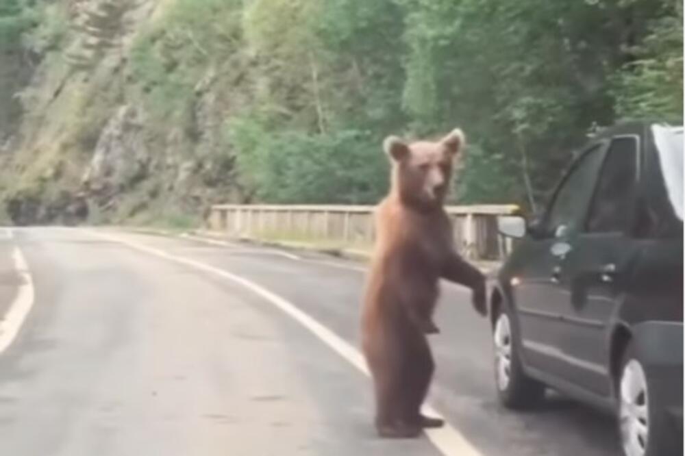 ISPRAVKA: Nije utvrđeno gde je nastao snimak medveda na putu