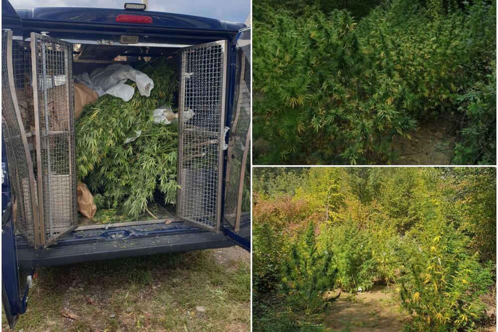 PRONAĐENO 2 KG DROGE I ZASAD KANABISA: Uhapšen proizvođač marihuane u Kruševcu (FOTO)