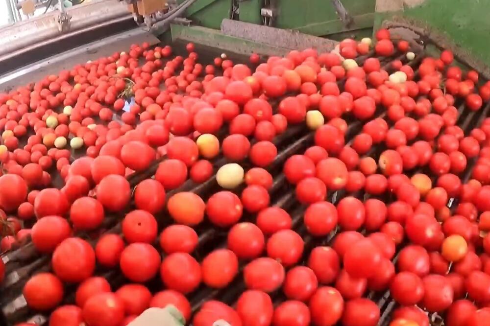 Sinđijang: Počela berba paradajza u Manasu (VIDEO)