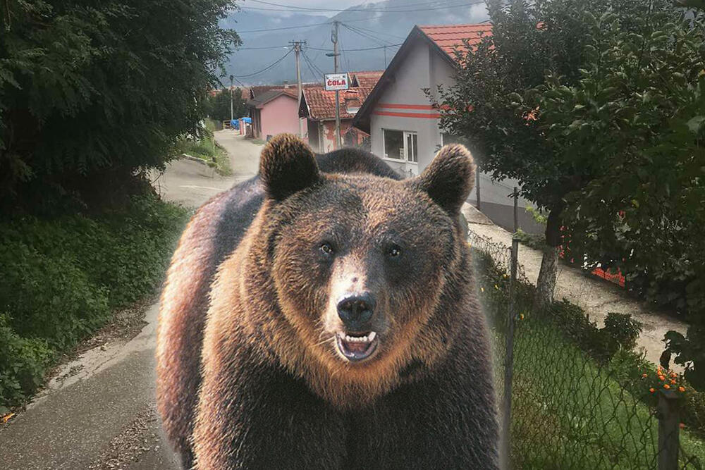 Rade Jaraković, medved, Bajina Bašta