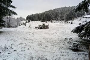 NOVI SNEG U SRBIJI: Drvoseče nisu verovale šta vide, rezalo kao da je decembar, temperatura na Jankovom kamenu pala na -5 (FOTO)