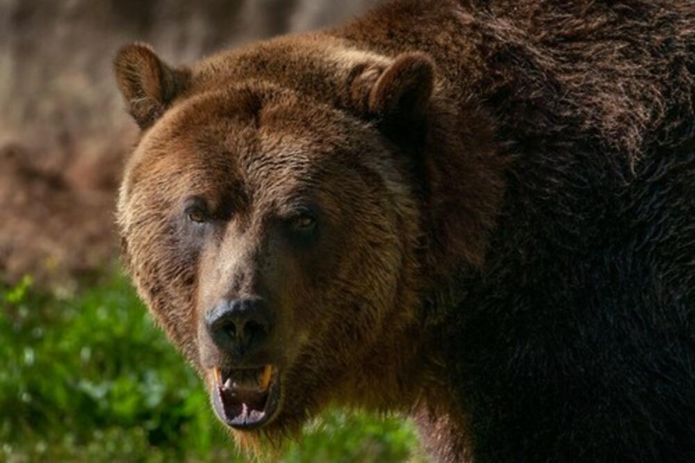 NESVAKIDAŠNJI UDES NA PUTU TETOVO-SKOPLJE: Vozač udario i ubio medveda, od siline udara povređen i smešten u bolnicu