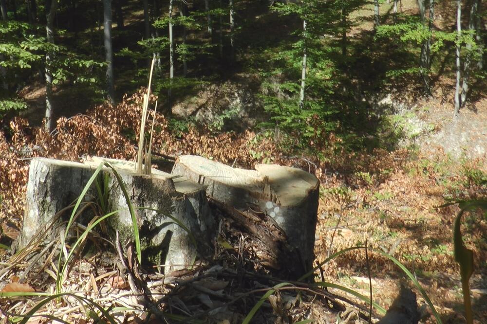 VELIKA NESREĆA KOD NOVOG PAZARA: Drvo ubilo muškarca (36), preminuo na licu mesta