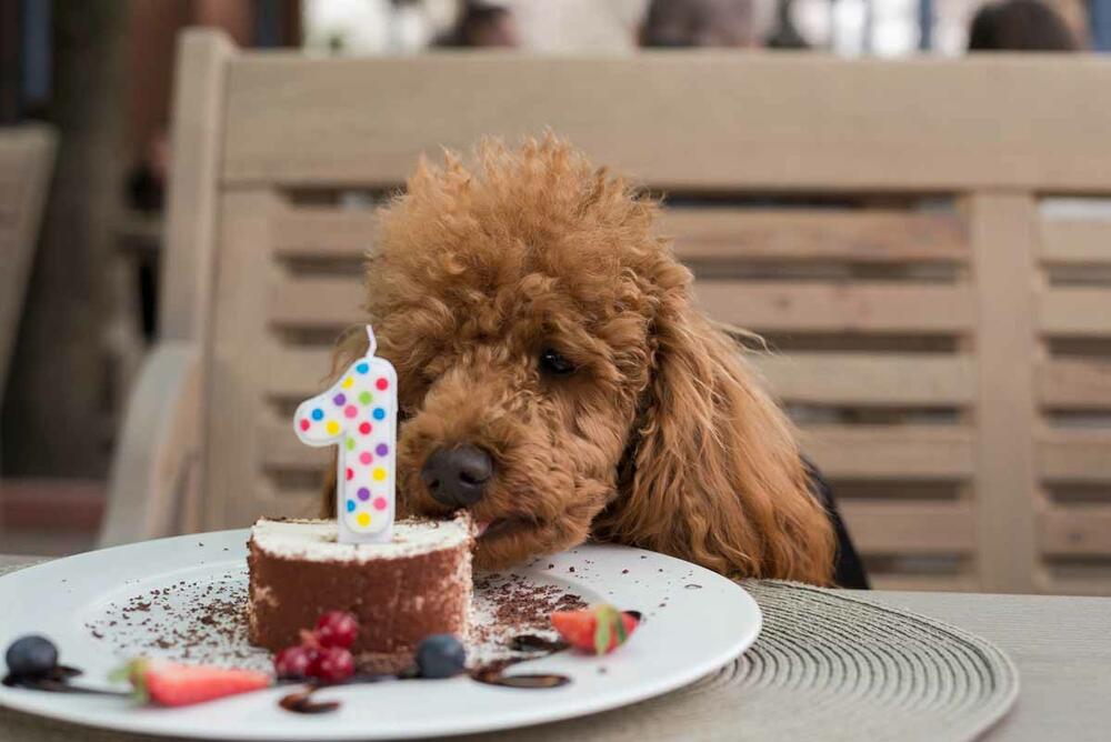 Proslava psećeg rođendana / Ilustracija 