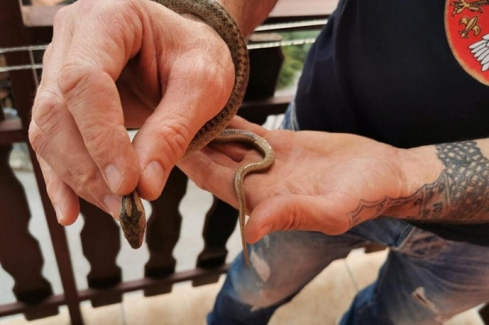 TERAMO IH I MOTKAMA ALI NE VREDI: Ovakvu najezdu poskoka i smukova u ovom GRADU U SRBIJI ne pamte! Šta kaže narodno verovanje