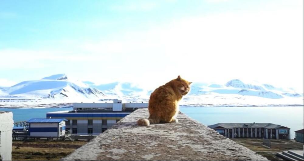 Longjerbijen, Svalbard