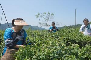 Uzgoj čaja doprinosi revitalizaciji sela! Gajenje na 13.000 hektara VIDEO