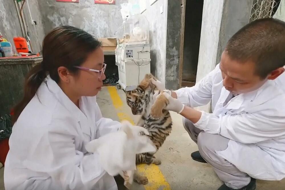 LEPE VESTI IZ PROVINCIJE FUĐIAN: Rođen mladunac južnokineskog tigra! VIDEO