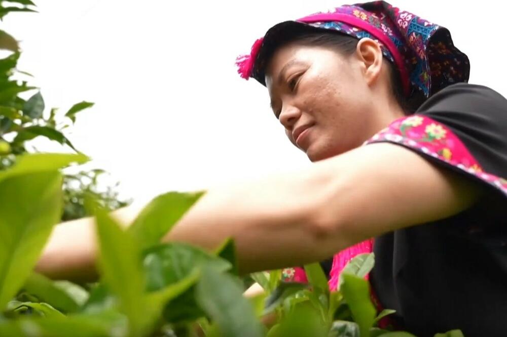 Specijalna industrija pomaže u revitalizaciji sela narodnosti Li u Hainanu! VIDEO