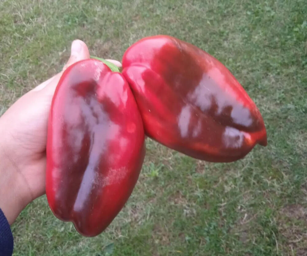 paprika, blizanačka paprika