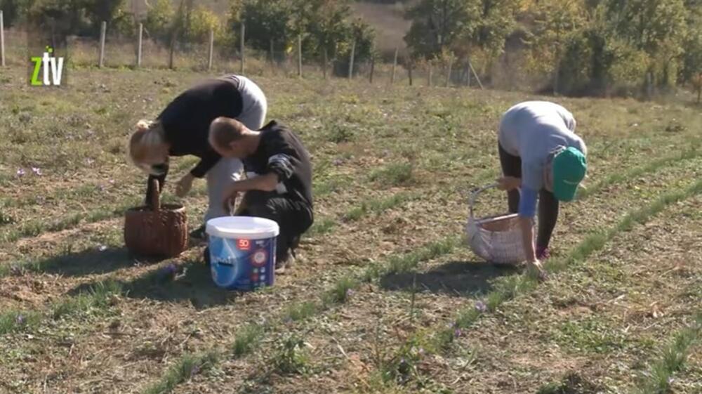 šafran, polje šafrana