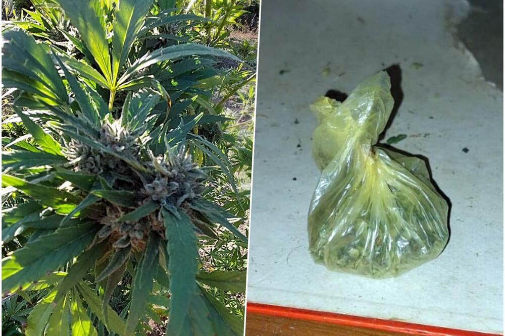 SUBOTIČANIN (23) UHAPŠEN ZBOG DROGE: Zaplenjeno 10 kilograma sasušenih stabljika konoplje i 2 paketa marihuan