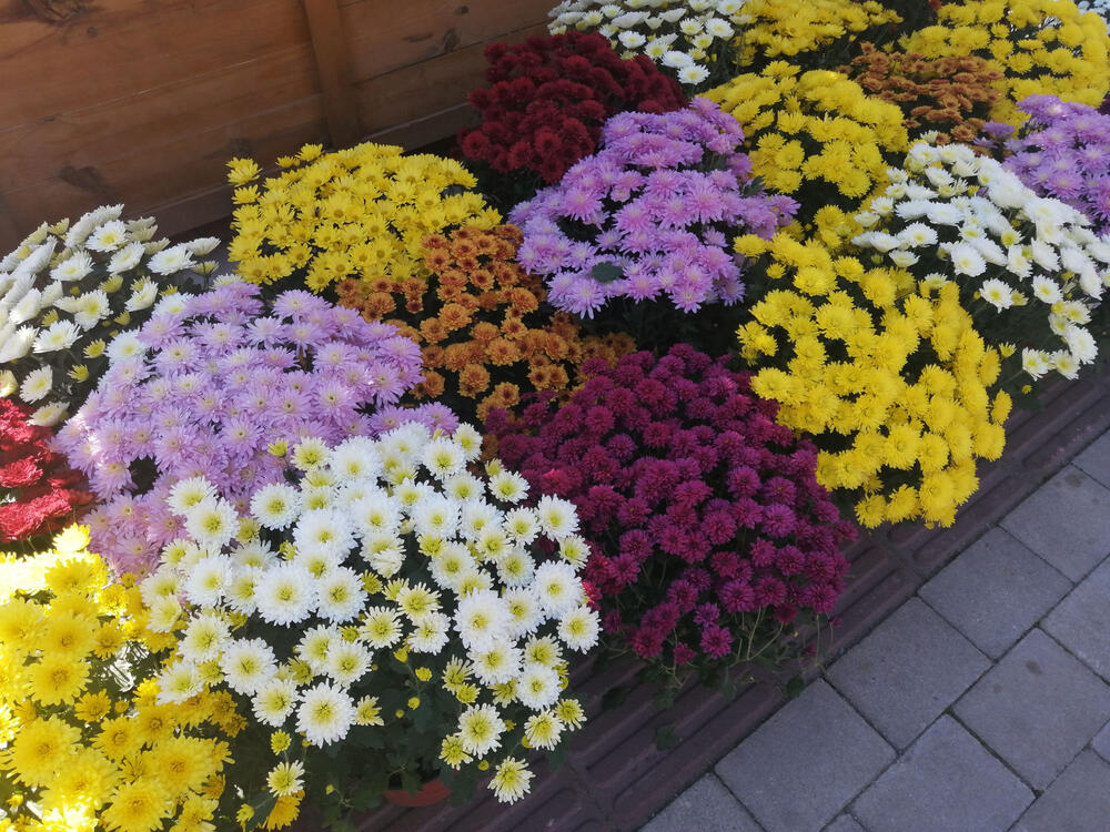 Festival Cveća, Vranje, cveće