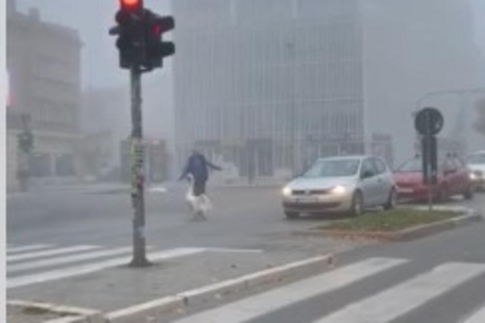 IZGUBIO SE U MAGLI I NAPRAVIO POMETNJU U SAOBRAĆAJU! Stala cela raskrsnica da propusti neobičnog pešaka u Novom Sadu (VIDEO)