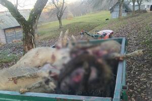POKOLJ OVACA KOD PRIJEPOLJA! Psi lutalice upale na Milićev posed i napravile masakr (FOTO)