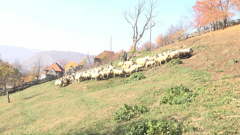ovce, psi lutalice, Prijepolje