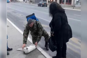 VOZAČ UDARIO PSA PA ŠUTNUO ŽIVOTINJU S PUTA! O reakciji srpskog vojnika bruje društvene mreže! VIDEO