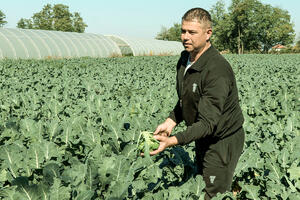 PORODICA MITIĆ IZ ČOKOTA KOD NIŠA USPEŠNO SE BAVI POVRTARSTVOM: Proizvodimo brokoli na 50 ari