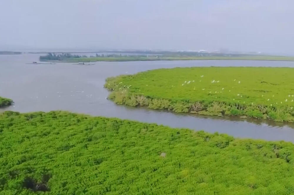 Više od polovine kineskih mangrovskih šuma pod zaštitom (VIDEO)