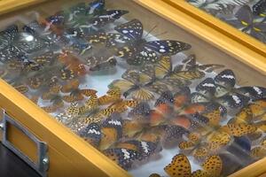 Popisani svi junanski leptiri: 1.300 vrsta leptira iz šest porodica i 356 rodova! VIDEO
