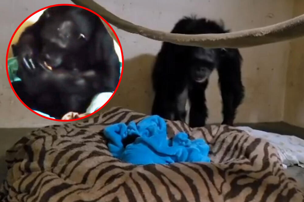MAMA, TO SAM JA: Šimpanzi prvi put doneli mladunče, nije ni primetila da je nešto umotano u ćebe, a onda je VIDELA RUČICU (VIDEO)