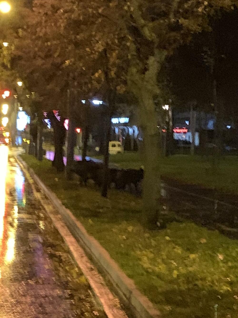 Divlje svinje na Novom Beogradu