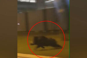 BRZA KAO METAK: Novi snimak zastrašujuće divlje svinje u Novom Beogradu! VOZAČ NE VERUJE ŠTA SE DOGODILO (VIDEO)