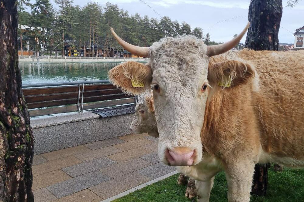 NIJE ZLATIBOR SAMO ZA TURISTE! I krave svratile da vide šta ima novo u centru, šetaju i pasu travu na Kraljevom trgu (VIDEO)