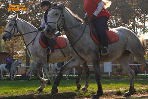 ŠKOLA JAHANJA ZA SVE OD 9 DO 99 GODINA: U Sremskoj Mitrovici druženje sa konjima za SVE koji ih vole