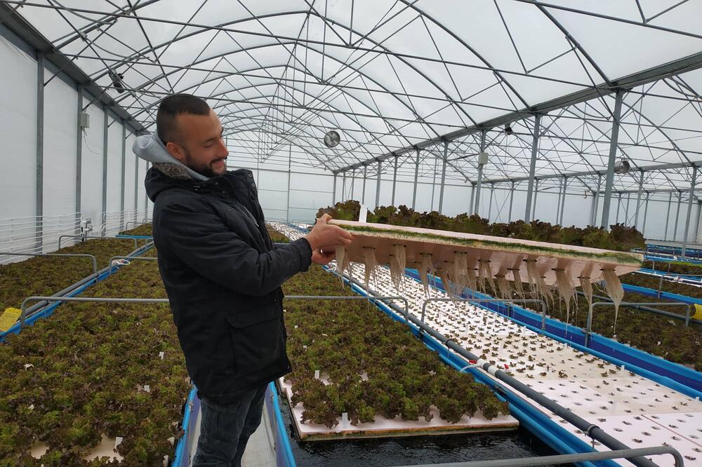 SRPSKO-KENIJSKI AGROBIZNIS: Pioniri u proizvodnji salate sistemom akvaponija