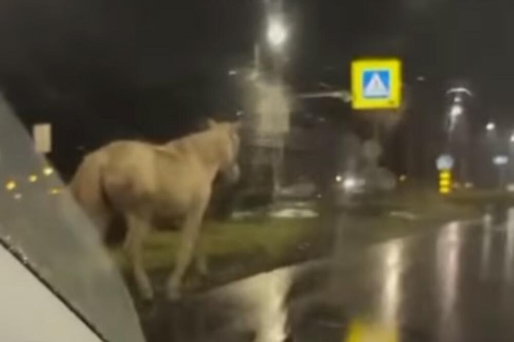 NEVEROVATNA NOĆNA POTERA U BEOGRADU! Pogledajte kako je konj s Konjarnika jurio kroz grad (VIDEO)