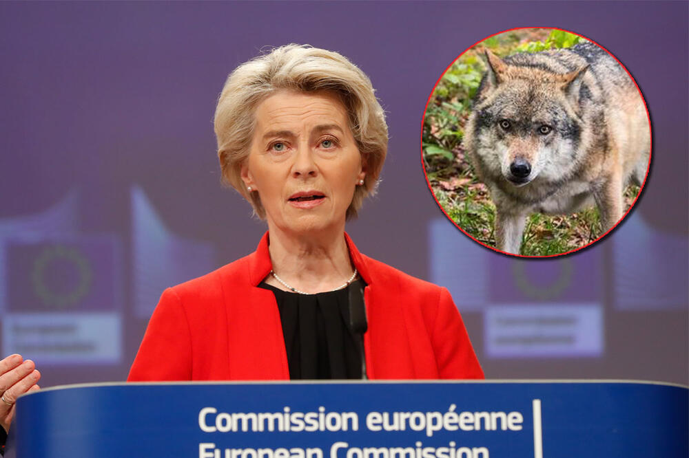 VUK ZAKLAO PONIJA URSULE FON DER LAJEN: Predsednica Evropske komisije zatražila da se zver UBIJE, nemačke vlasti dale DOZVOLU