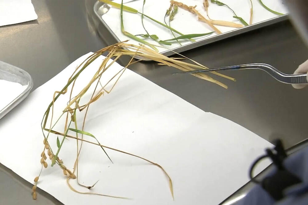 Kako izgleda „svemirska biljka“? Tajkonauti na Zemlju doneli seme pirinča iz svemira (VIDEO)
