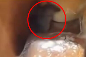 DAJTE MU I MALO SIRA DA ZAMEZI: Miš snimljen u rafu sa hlebom, navalio na okrajak i baš ga briga što ga snimaju (VIDEO)