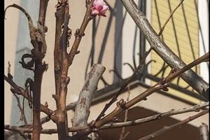 PROLEĆNE TEMPERATURE ZBUNILE I LJUDE I PRIRODU: Evo šta je procvetalo u januaru u Mladenovcu (FOTO)