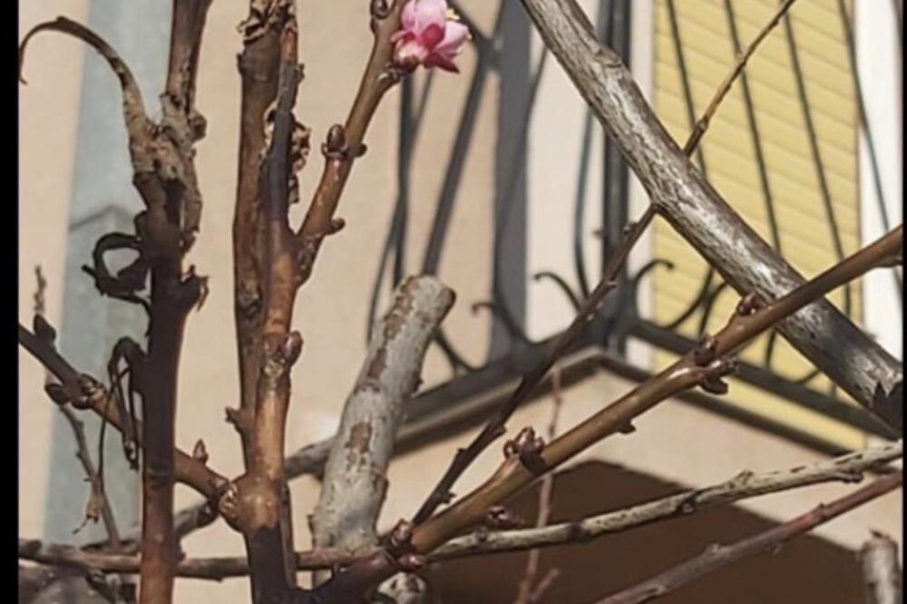 PROLEĆNE TEMPERATURE ZBUNILE I LJUDE I PRIRODU: Evo šta je procvetalo u januaru u Mladenovcu (FOTO)