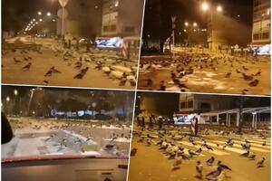 DA NISAM SNIMILA NE BI MI VEROVALI: Gomila ptica na sablasno pustim sarajevskim ulicama! VIDEO