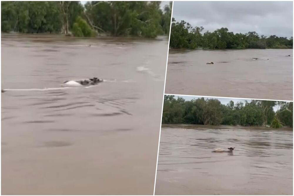 KATAKLIZMA U AUSTRALIJI: Bujica nosi domaće životinje, kuće poplavljene, a neka naselja odsečena od sveta! VIDEO