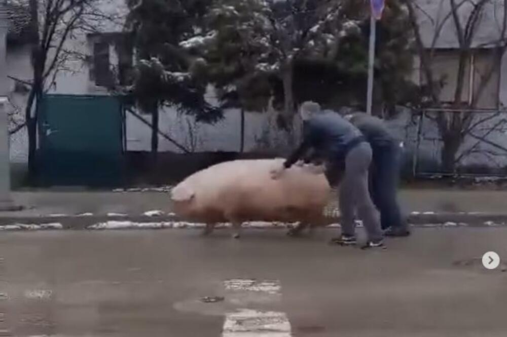 IDEŠ POD MAČ BATO! Urnebesni snimak "odbegle" svinje iz okoline Valjeva nasmejao Srbiju, a tek da vidite ŠTA JOJ RADE njih dvojica