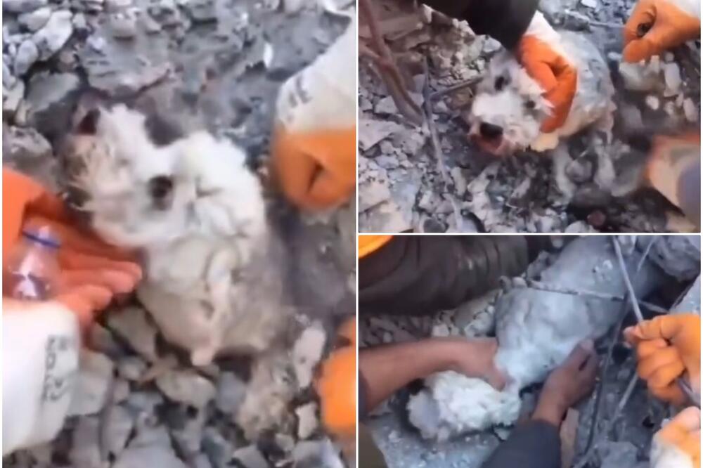 PAS PREŽIVEO ISPOD GOMILE ŠUTA: Spasioci pronašli nepovređenu životinju! Od smrti ga spasla žičana armatura VIDEO