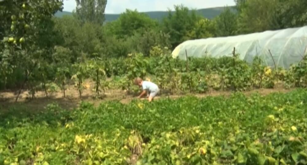 Malom Stefanu je tek 5 ali već radi u bašti