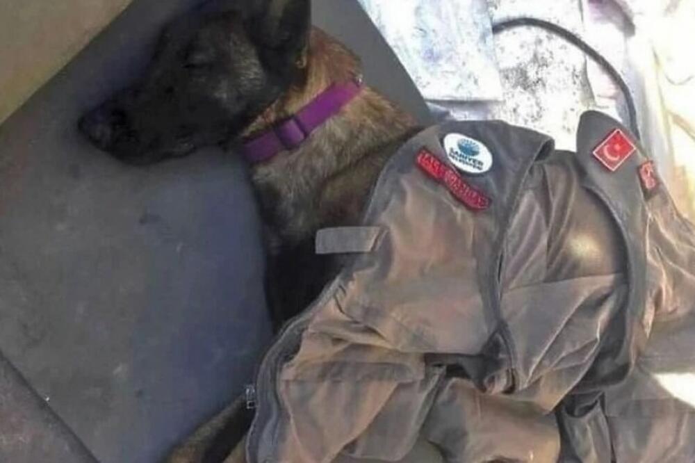 ZBOGOM, VELIKI HEROJU! Sahranjen pas PROTEO koji je izgubio život spasavajući žrtve zemljotresa u Turskoj! (FOTO)