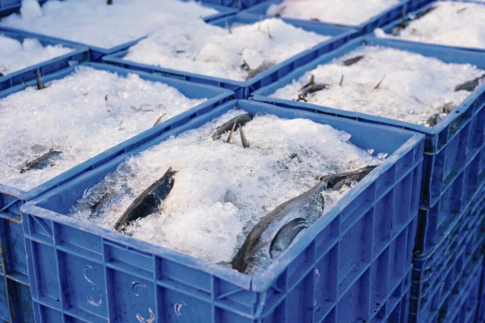 OVO MORATE ZNATI AKO POSTITE: Smrznuta riba može biti puna otrova, a deca i trudnice JEDNU VRSTU obavezno treba da izbegavaju