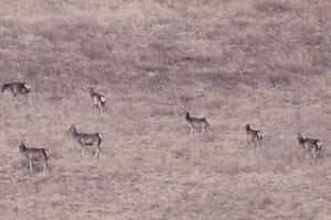Broj crvenih jelena dostigao 10 hiljada u Unutrašnjoj Mongoliji! VIDEO