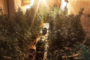 VELIKA AKCIJA ŠPANSKE POLICIJE, UHAPŠEN SRBIN! U kućama uzgajali marihuanu, nađen im i keš, a evo kako su otkriveni!